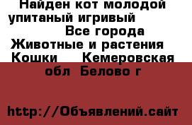 Найден кот,молодой упитаный игривый 12.03.2017 - Все города Животные и растения » Кошки   . Кемеровская обл.,Белово г.